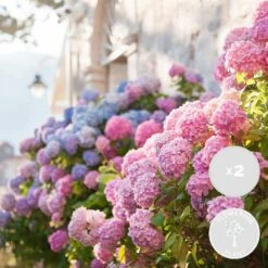 3x Hydrangea Macrophylla Mix – Hortensia – ⌀14 Cm - ↕30-40 Cm -Goedkope Planten winkel 1000013972 0101