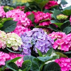 3x Hydrangea Macrophylla Mix – Hortensia – ⌀14 Cm - ↕30-40 Cm -Goedkope Planten winkel 1000013972 0103