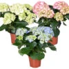3x Hydrangea Macrophylla Mix β Hortensia β β14 Cm - β30-40 Cm 9 3x Hydrangea Macrophylla Mix β Hortensia β β14 Cm - β30-40 Cm -Goedkope Planten winkel 1000013972