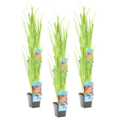 6x Schizostylis Mrs Hegarty Roze P9H10