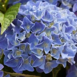 Hydrangea Macrophylla 'Early Blue'– Hortensia – ⌀14 Cm - ↕30-40 Cm -Goedkope Planten winkel 1000013982 0103