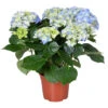 Hydrangea Macrophylla 'Early Blue'– Hortensia – ⌀14 Cm - ↕30-40 Cm -Goedkope Planten winkel 1000013982