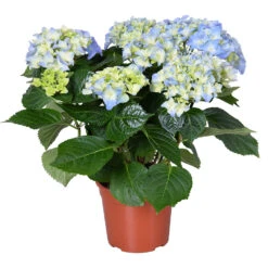 Hydrangea Macrophylla 'Early Blue'– Hortensia – ⌀14 Cm - ↕30-40 Cm