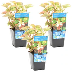 3x Doku -Dami - Houttuynia 'Kameleon' ⌀ 9 Cm - ↕ 10-20 Cm