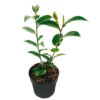 Camellia 'Volunteer' - Japanse Roos - Buitenplant ⌀13 Cm - ↕15-20 Cm -Goedkope Planten winkel 1000013988