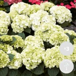 3x Hydrangea Macrophylla 'Schneeball' – Hortensia – ⌀14 Cm - ↕30-40 Cm -Goedkope Planten winkel 1000013997 0101