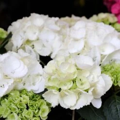 3x Hydrangea Macrophylla 'Schneeball' – Hortensia – ⌀14 Cm - ↕30-40 Cm -Goedkope Planten winkel 1000013997 0103