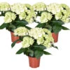 3x Hydrangea Macrophylla 'Schneeball' – Hortensia – ⌀14 Cm - ↕30-40 Cm -Goedkope Planten winkel 1000013997