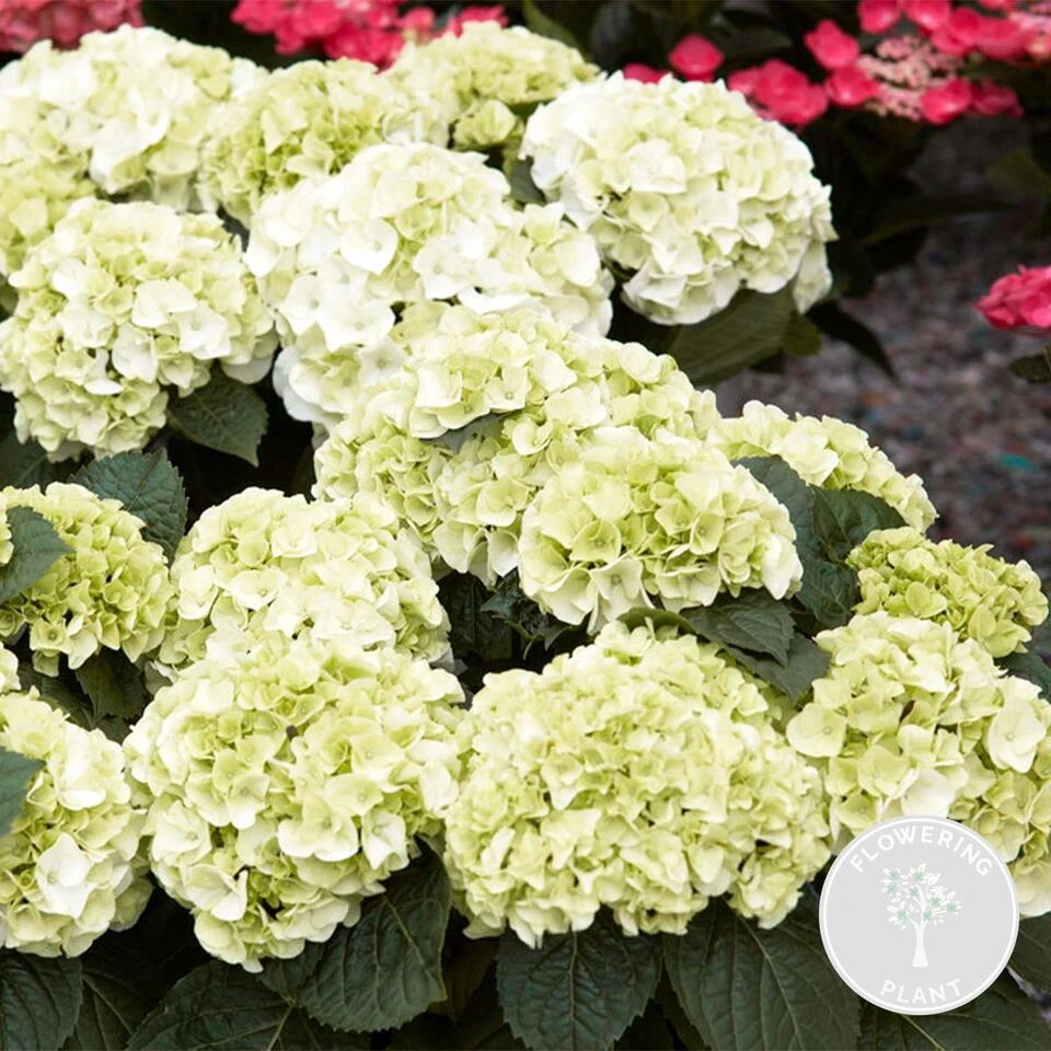 Hydrangea Macrophylla 'Schneeball' – Hortensia – ⌀14 Cm - ↕30-40 Cm 2 Hydrangea Macrophylla 'Schneeball' – Hortensia – ⌀14 Cm - ↕30-40 Cm - Afbeelding 2