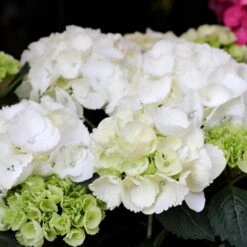 Hydrangea Macrophylla 'Schneeball' – Hortensia – ⌀14 Cm - ↕30-40 Cm 7 Hydrangea Macrophylla 'Schneeball' – Hortensia – ⌀14 Cm - ↕30-40 Cm -Goedkope Planten winkel 1000014001 0103