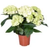 Hydrangea Macrophylla 'Schneeball' – Hortensia – ⌀14 Cm - ↕30-40 Cm