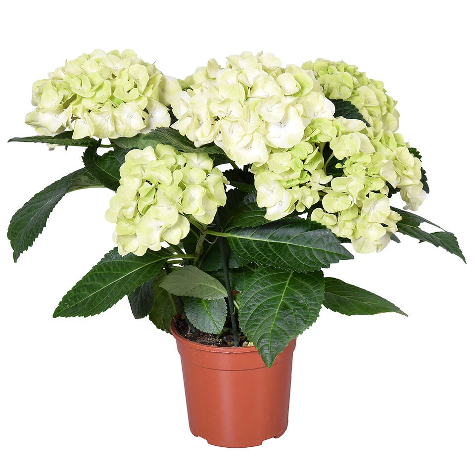 Hydrangea Macrophylla 'Schneeball' – Hortensia – ⌀14 Cm - ↕30-40 Cm 1 Hydrangea Macrophylla 'Schneeball' – Hortensia – ⌀14 Cm - ↕30-40 Cm