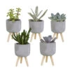 5x Vetplanten Mix - Betonpot Op 3 Pootjes P5.5H5 8 5x Vetplanten Mix - Betonpot Op 3 Pootjes P5.5H5 -Goedkope Planten winkel 1000018770