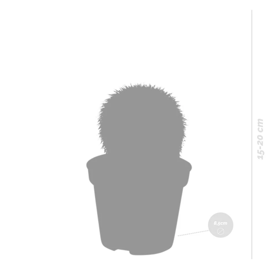 3x Bolcactus Mix - P8.5H15 2 3x Bolcactus Mix - P8.5H15 - Afbeelding 2