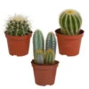 3x Bolcactus Mix - P8.5H15 5 3x Bolcactus Mix - P8.5H15 -Goedkope Planten winkel 1000018773