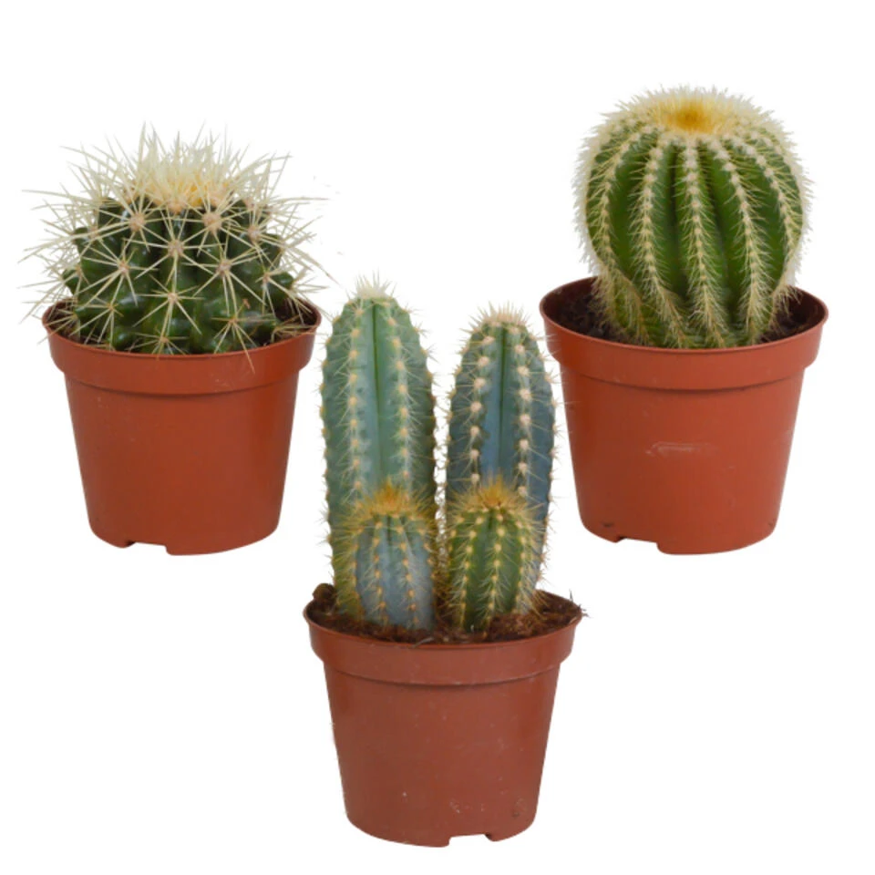 3x Bolcactus Mix - P8.5H15 1 3x Bolcactus Mix - P8.5H15