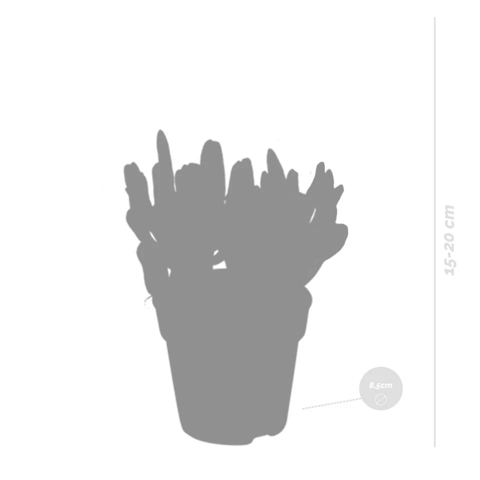 3x Crassula Mix - P8.5H15 2 3x Crassula Mix - P8.5H15 - Afbeelding 2