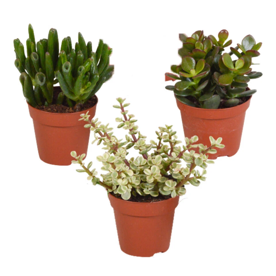 3x Crassula Mix - P8.5H15 1 3x Crassula Mix - P8.5H15