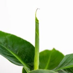 3x Musa Oriental Dwarf P12H25 -Goedkope Planten winkel 1000018778 0102