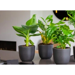 3x Musa Oriental Dwarf P12H25 -Goedkope Planten winkel 1000018778 0103