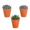 3x Echeveria Mix Terracotta Pot - P10.5H15 5 3x Echeveria Mix Terracotta Pot - P10.5H15 -Goedkope Planten winkel 1000018779