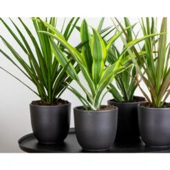 Dracaena Lemon Lime P12H30 -Goedkope Planten winkel 1000018781 0103
