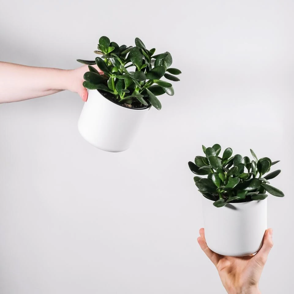 Crassula Minova - P17H30 2 Crassula Minova - P17H30 - Afbeelding 2