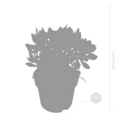 Crassula Minova - P17H30 5 Crassula Minova - P17H30 -Goedkope Planten winkel 1000018785 0102