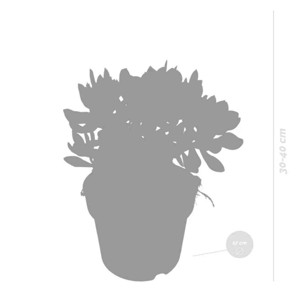 Crassula Minova - P17H30 3 Crassula Minova - P17H30 - Afbeelding 3