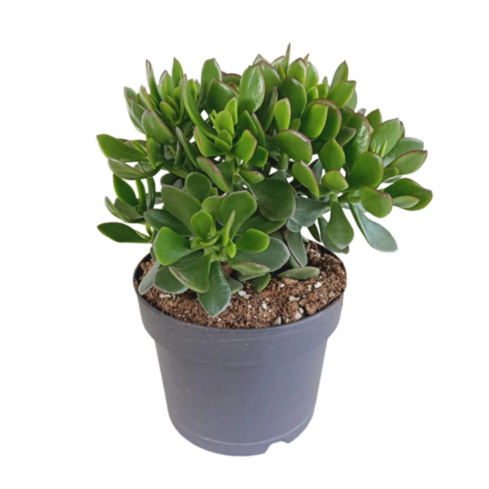 Crassula Minova - P17H30 1 Crassula Minova - P17H30