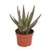 Aloë Zebrina Dannyz P10.5H15 -Goedkope Planten winkel 1000018793