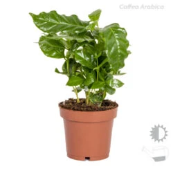 4x Tropische Kamerplanten Mix – Luchtzuiverend – ⌀12 Cm - ↕ 25-40 Cm -Goedkope Planten winkel 1000018796 0103