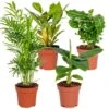 4x Tropische Kamerplanten Mix – Luchtzuiverend – ⌀12 Cm - ↕ 25-40 Cm -Goedkope Planten winkel 1000018796