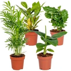 4x Tropische Kamerplanten Mix – Luchtzuiverend – ⌀12 Cm - ↕ 25-40 Cm