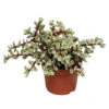 Portulacaria Afra Variegata - P10.5H15 -Goedkope Planten winkel 1000018797