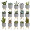 15x Cactus En Vetplanten Mix - Betonpot Op 3 Pootjes P5.5H5