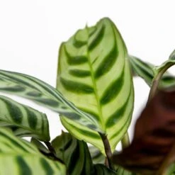 Ctenanthe Burle-Marxii P12H10 -Goedkope Planten winkel 1000018799 0102