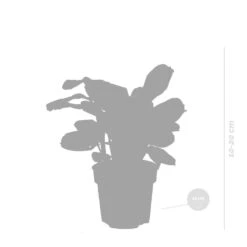 Ctenanthe Burle-Marxii P12H10 -Goedkope Planten winkel 1000018799 0103