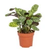 Ctenanthe Burle-Marxii P12H10 9 Ctenanthe Burle-Marxii P12H10 -Goedkope Planten winkel 1000018799