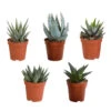 5x Vetplanten Mix 2 - P5.5H5 8 5x Vetplanten Mix 2 - P5.5H5 -Goedkope Planten winkel 1000018800