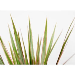 Dracaena Bicolor P12H25 -Goedkope Planten winkel 1000018805 0102