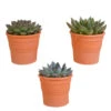3x Echeveria Mix - Terracotta Pot P8.5H15 -Goedkope Planten winkel 1000018807
