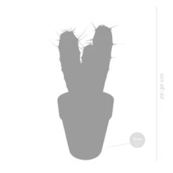 Myrtillocactus Geometrizans - Terracotta Pot P17H20 -Goedkope Planten winkel 1000018808 0102