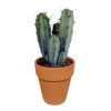 Myrtillocactus Geometrizans - Terracotta Pot P17H20 -Goedkope Planten winkel 1000018808