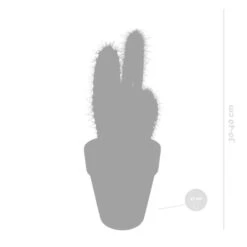 Pilosocereus Azureus - Terracotta Pot - P17H40 -Goedkope Planten winkel 1000018814 0102