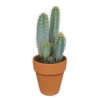 Pilosocereus Azureus - Terracotta Pot - P17H40 -Goedkope Planten winkel 1000018814