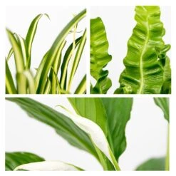 3x Badkamerplanten Mix – ⌀12 Cm - ↕ 25-45 Cm 6 3x Badkamerplanten Mix – ⌀12 Cm - ↕ 25-45 Cm -Goedkope Planten winkel 1000018816 0102