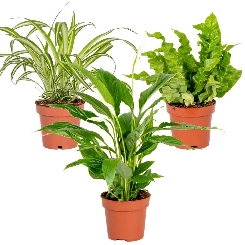 3x Badkamerplanten Mix – ⌀12 Cm - ↕ 25-45 Cm 1 3x Badkamerplanten Mix – ⌀12 Cm - ↕ 25-45 Cm