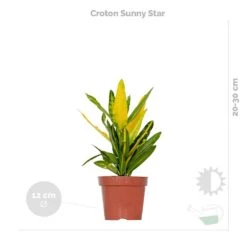 3x Tropische Kamerplanten Mix – Luchtzuiverend – ⌀12 Cm - ↕ 25-40 Cm -Goedkope Planten winkel 1000018818 0102