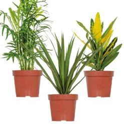 3x Tropische Kamerplanten Mix – Luchtzuiverend – ⌀12 Cm - ↕ 25-40 Cm
